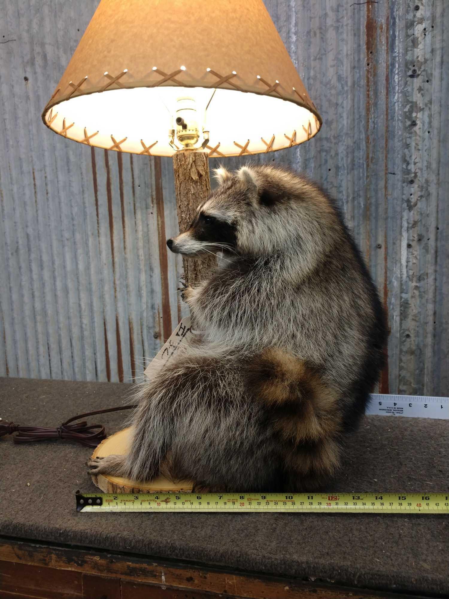 Raccoon Lamp Taxidermy Mount