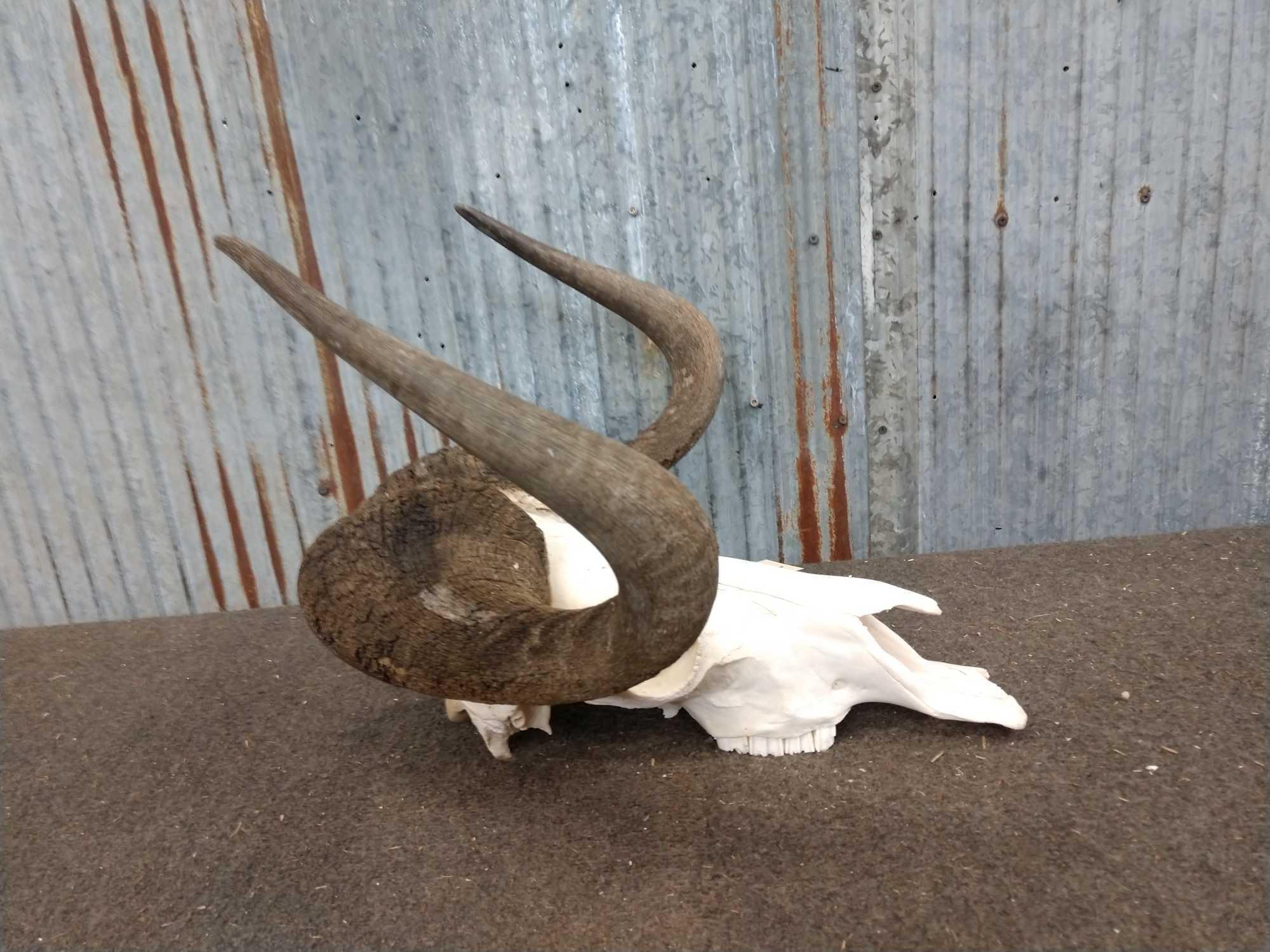 African White Tail Gnu Skull Taxidermy
