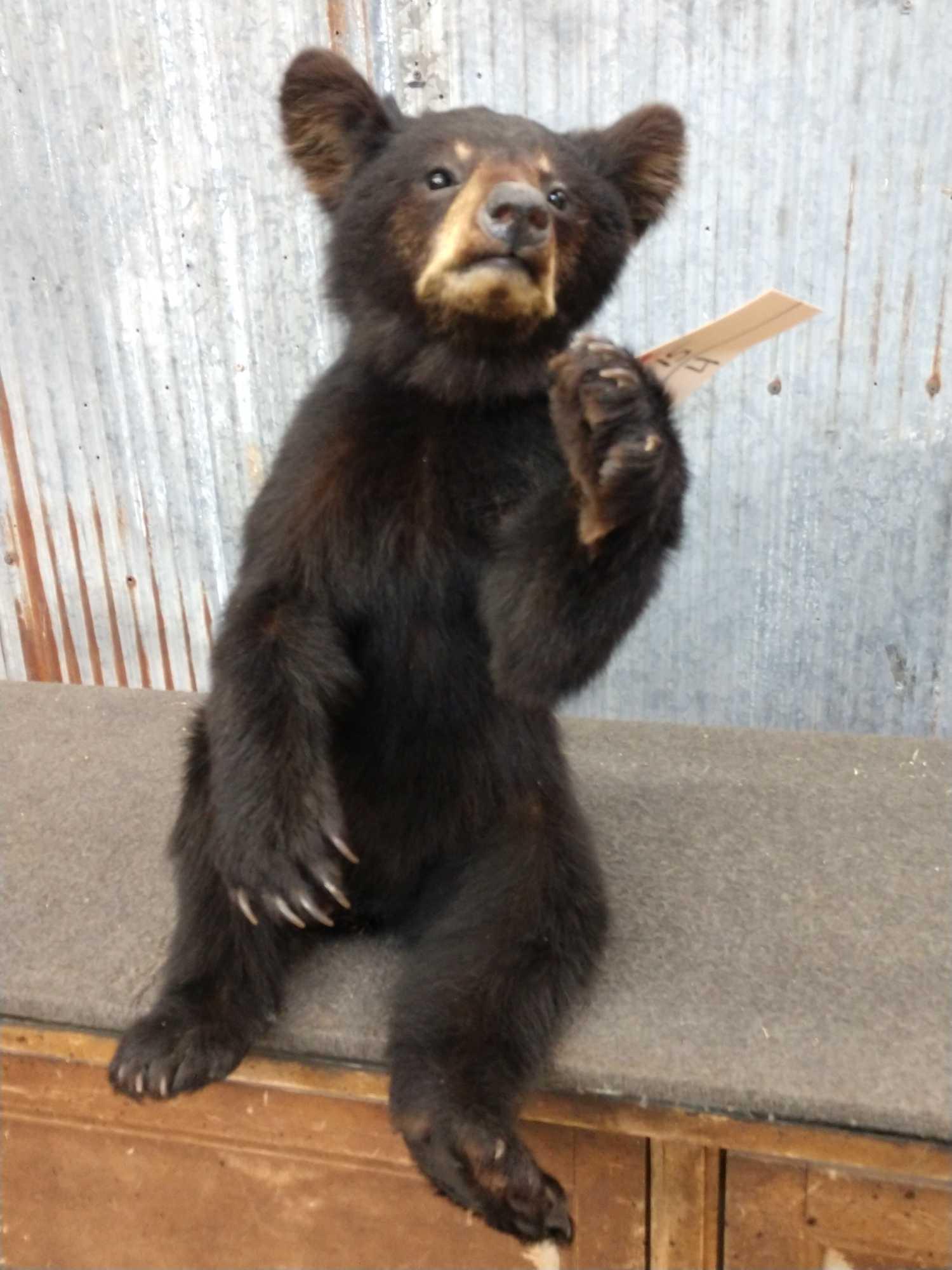 Black Bear Cub Full Body Taxidermy Mount