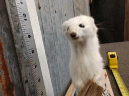 Ermine Full Body Taxidermy Mount