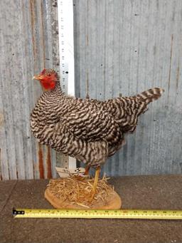 Hen Chicken Full Body Taxidermy Mount