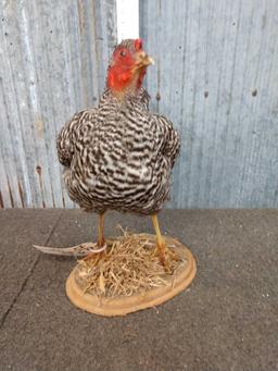 Hen Chicken Full Body Taxidermy Mount