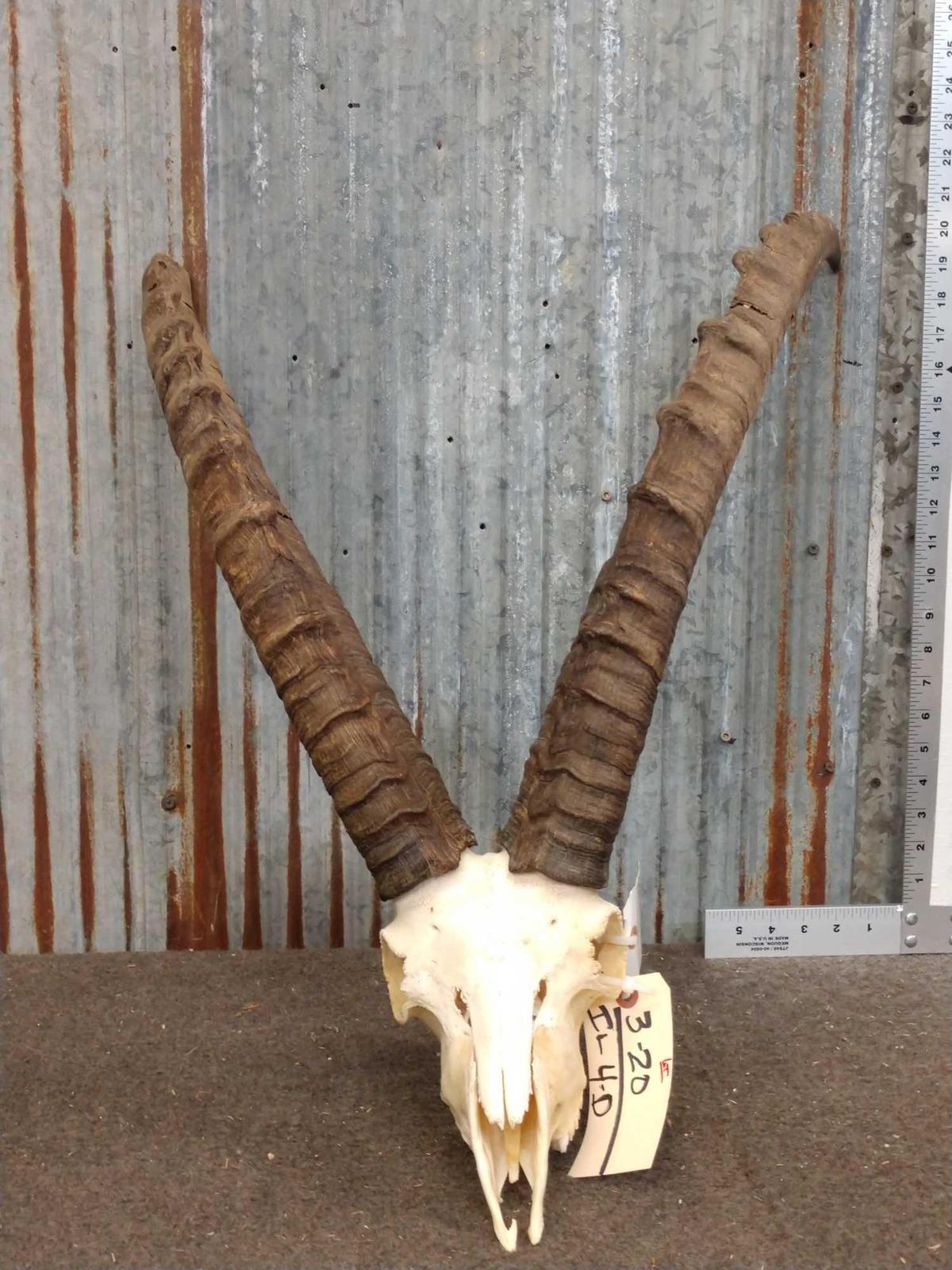 Alpine Ibex Skull Taxidermy