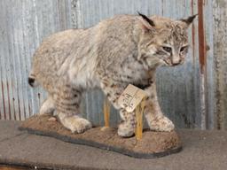 Big Western Bobcat Full Body Taxidermy Mount