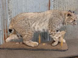 Big Western Bobcat Full Body Taxidermy Mount