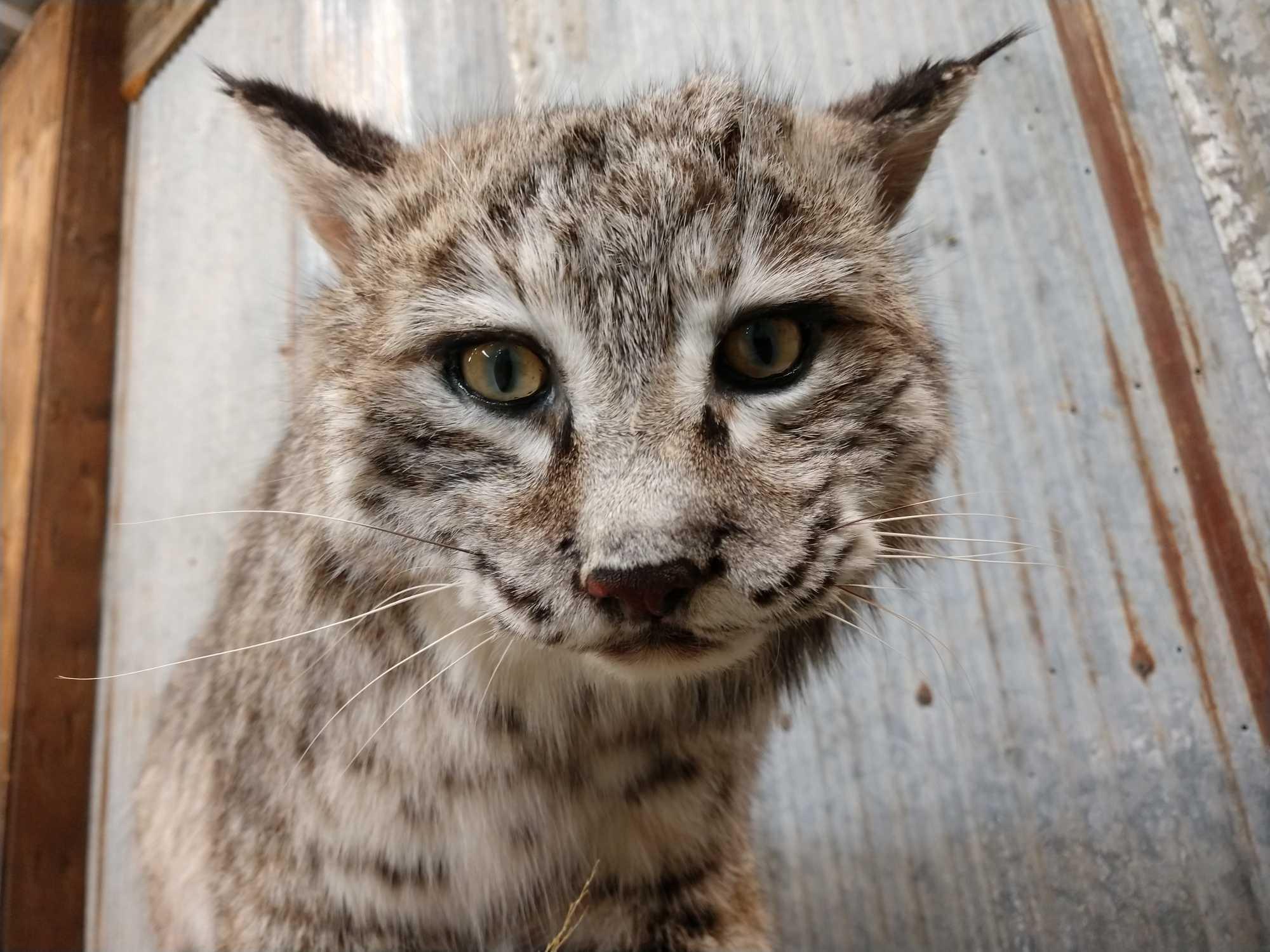 Big Western Bobcat Full Body Taxidermy Mount