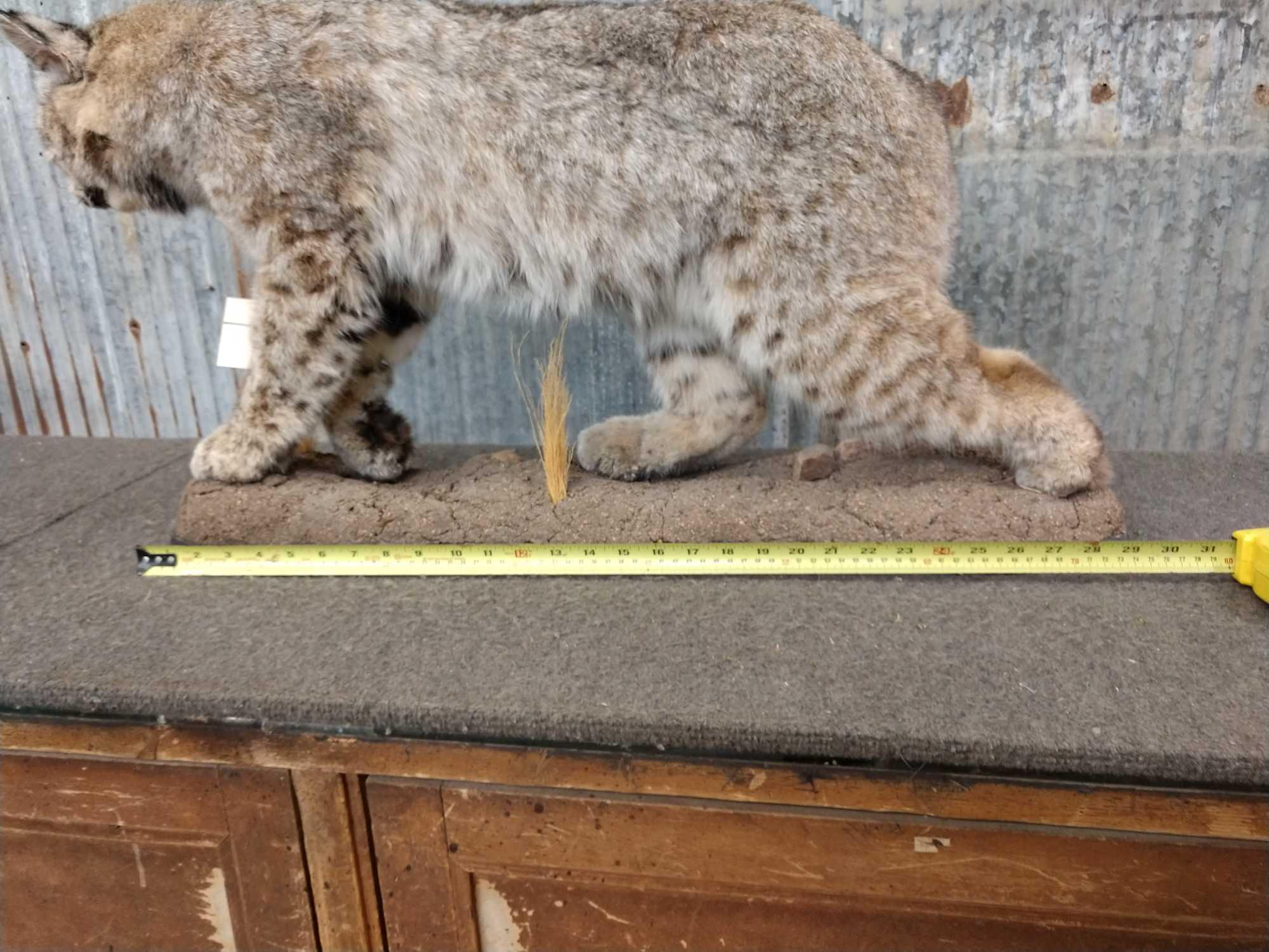 Big Western Bobcat Full Body Taxidermy Mount