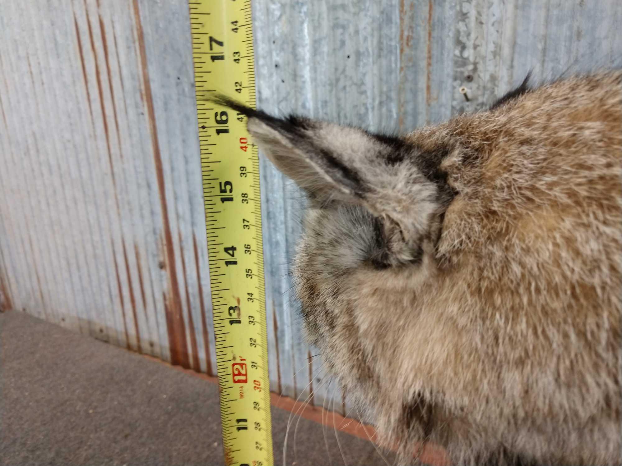 Big Western Bobcat Full Body Taxidermy Mount