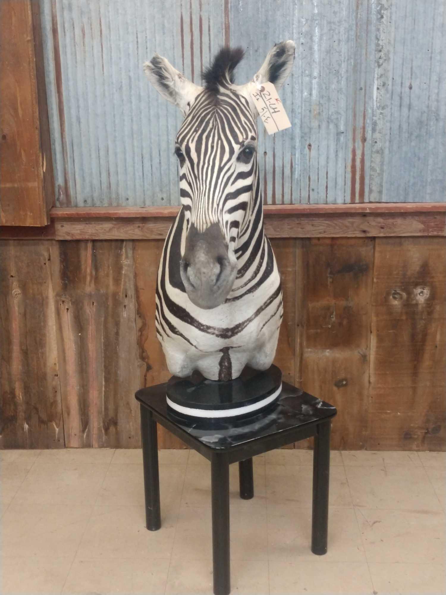 Zebra Pedestal End Table Taxidermy Mount