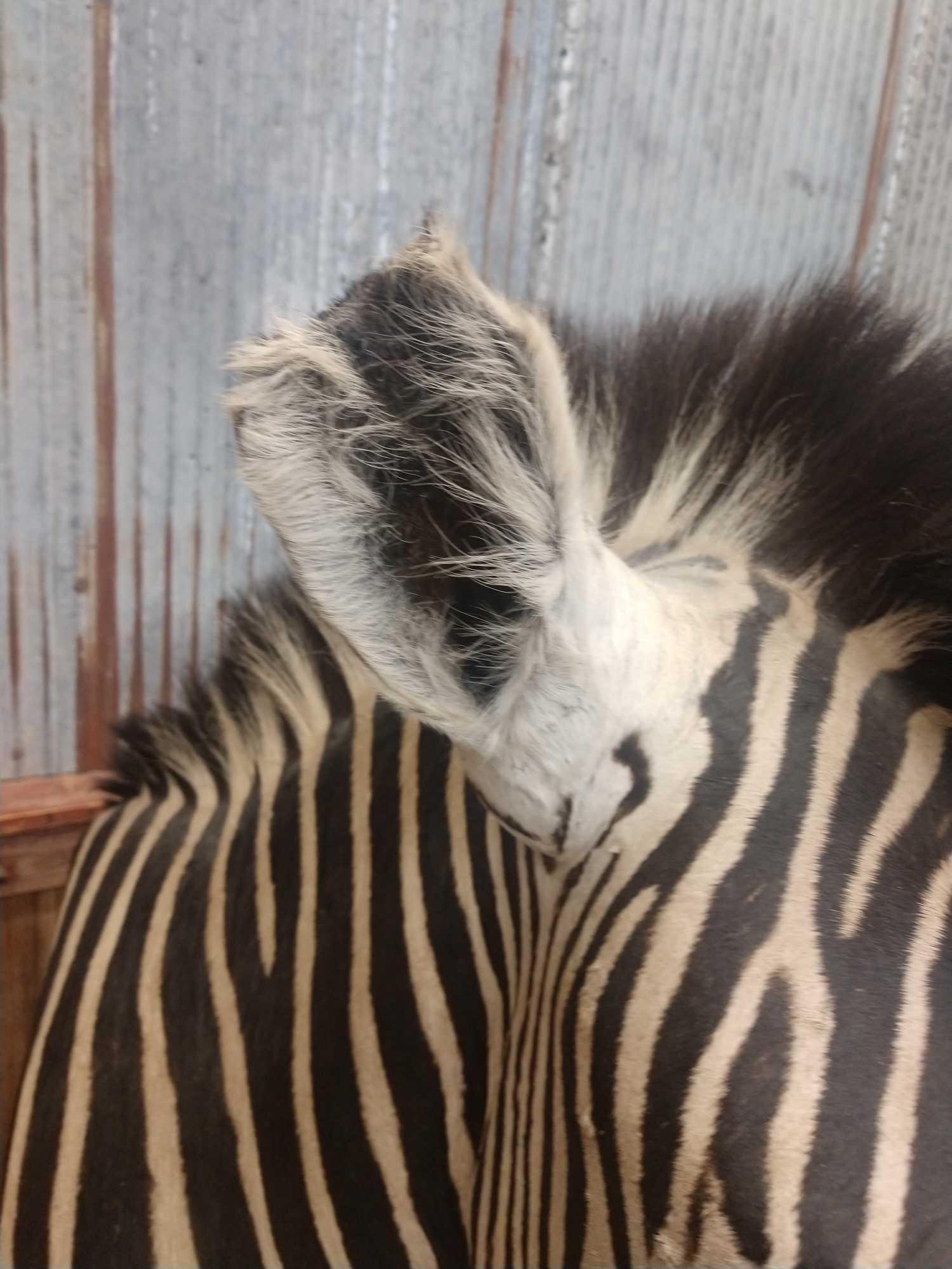 Zebra Pedestal End Table Taxidermy Mount