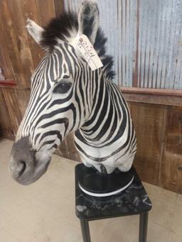 Zebra Pedestal End Table Taxidermy Mount