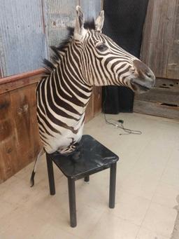 Zebra Pedestal End Table Taxidermy Mount