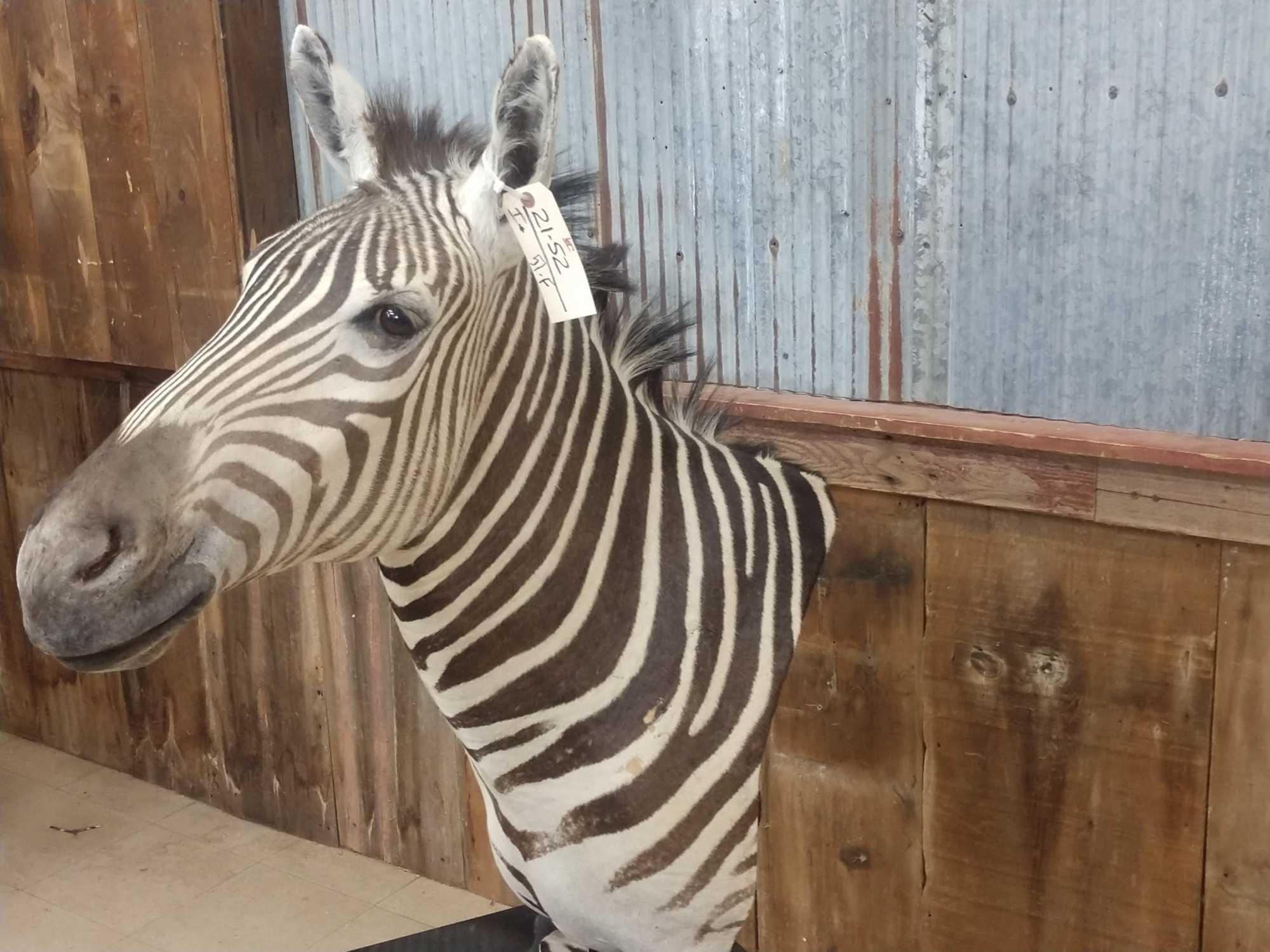 Zebra Pedestal End Table Taxidermy Mount