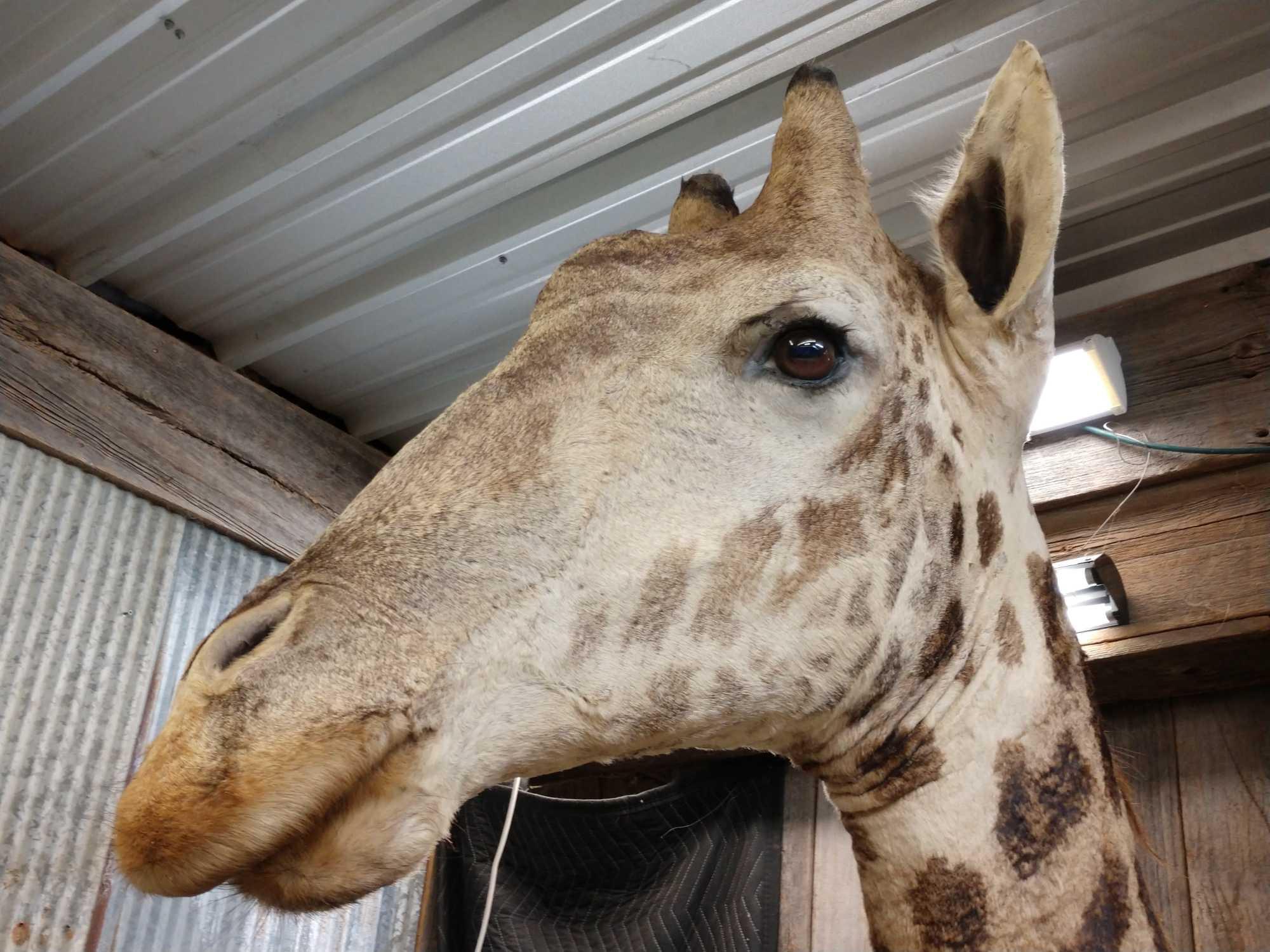 Beautiful Giraffe Shoulder Mount Taxidermy