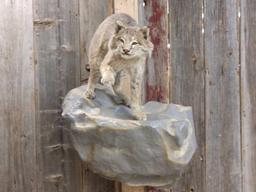 Bobcat Full Body Taxidermy Mount