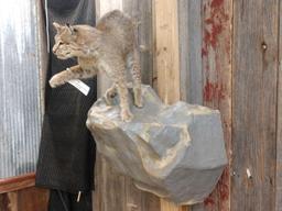 Bobcat Full Body Taxidermy Mount