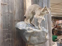 Bobcat Full Body Taxidermy Mount