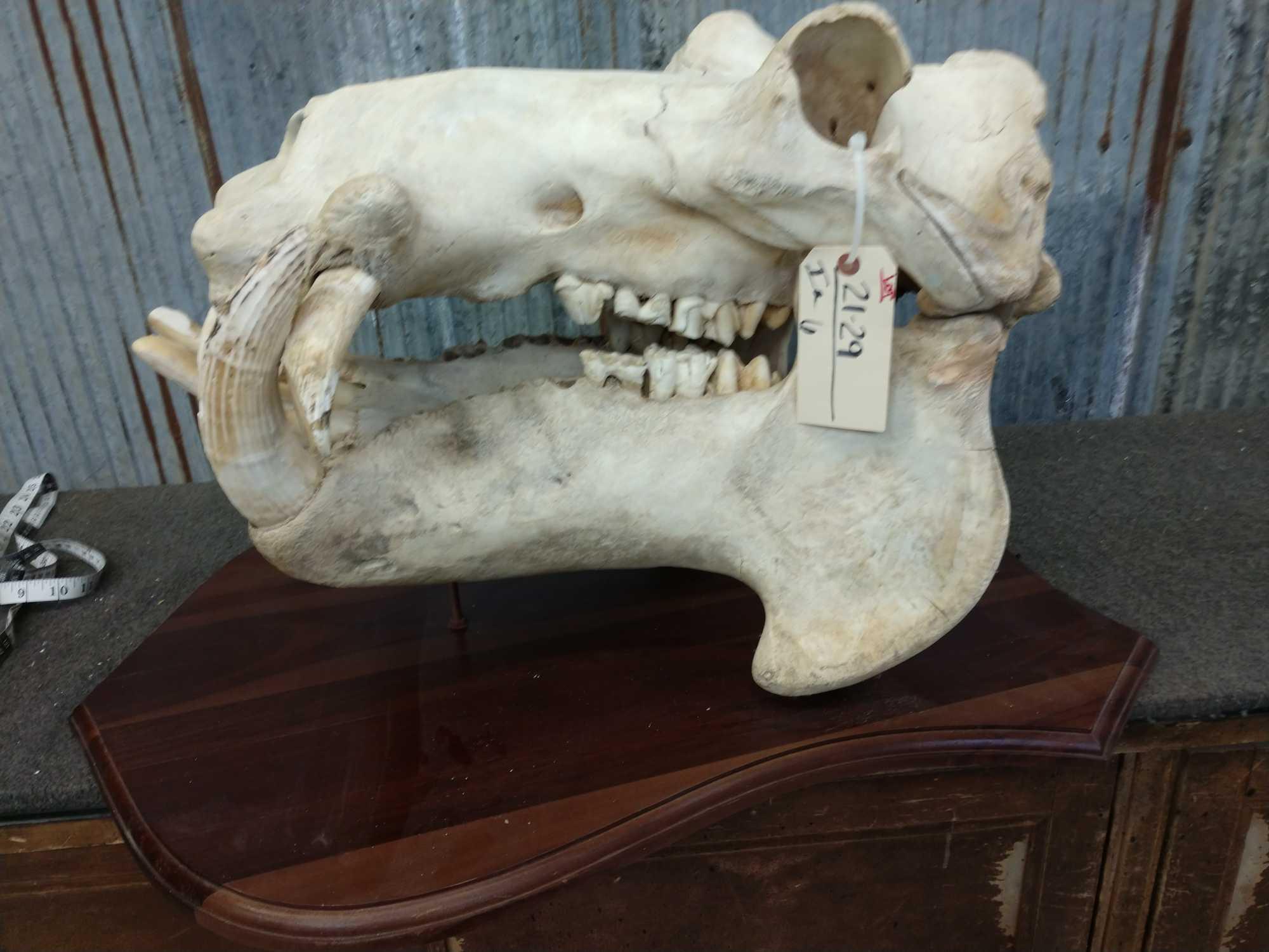 Big Hippopotamus Skull Taxidermy