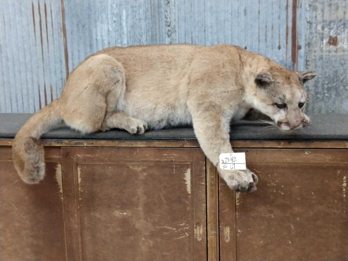 Mountain Lion Laying down Full Body Taxidermy