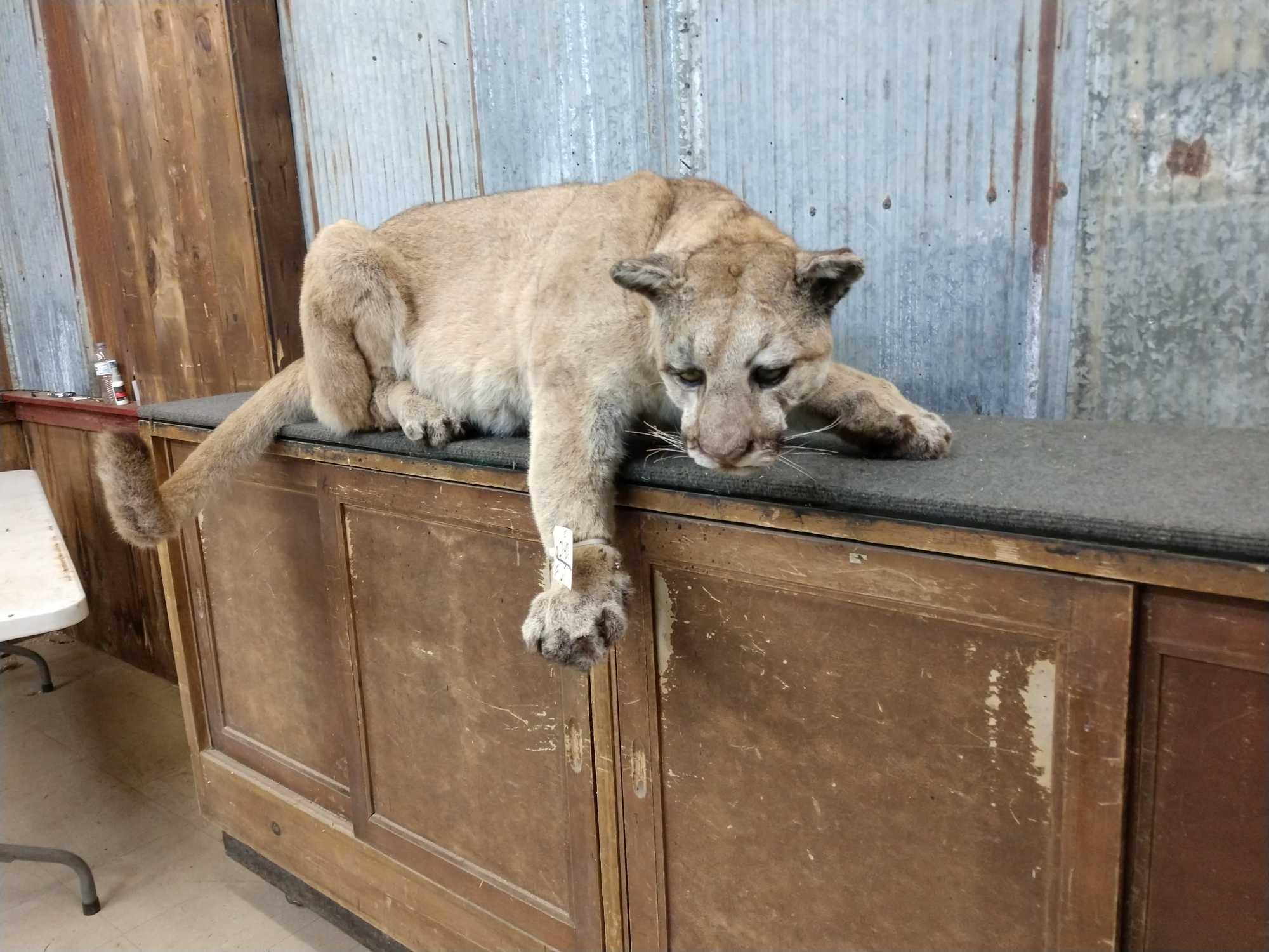 Mountain Lion Laying down Full Body Taxidermy