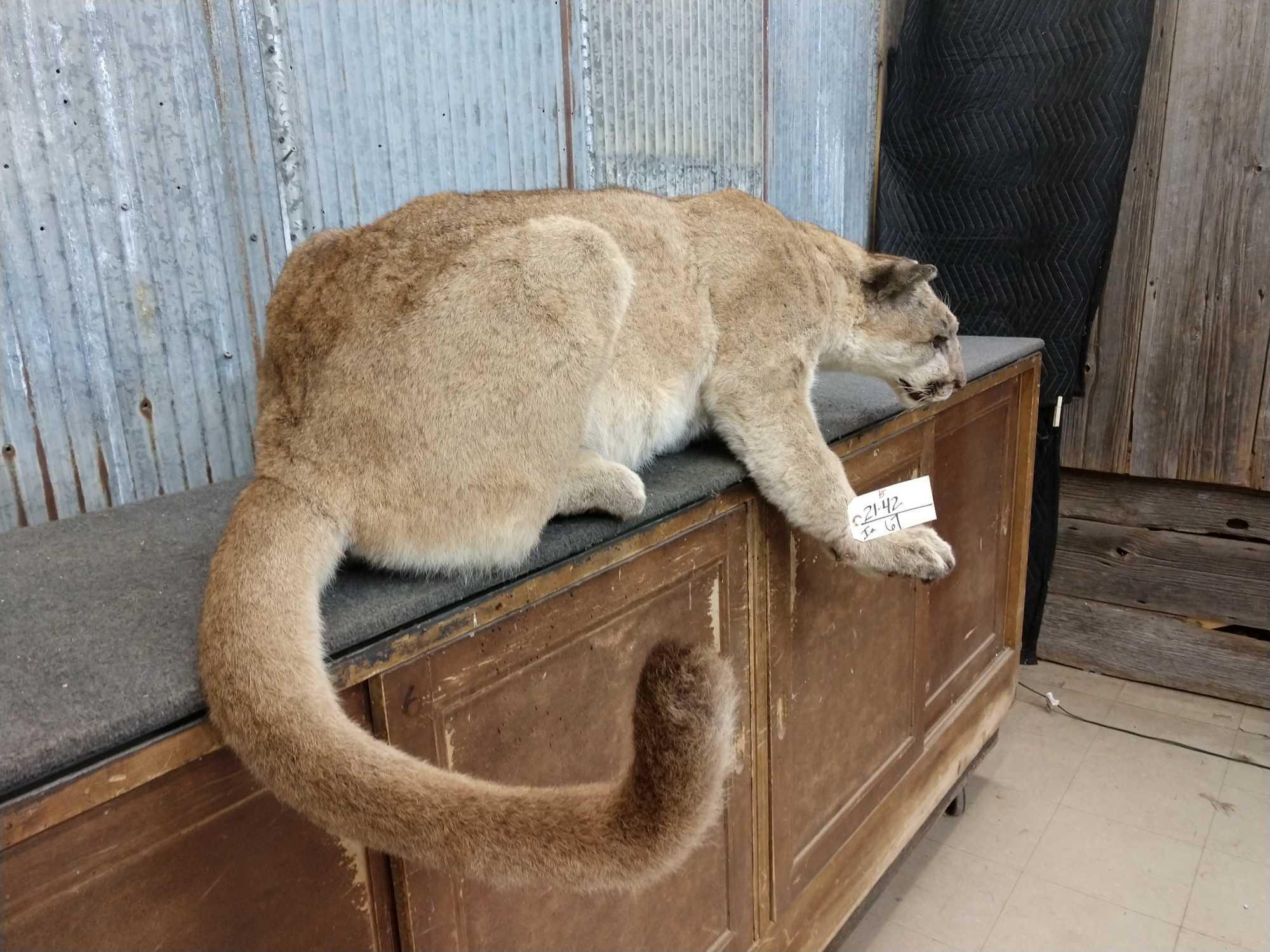 Mountain Lion Laying down Full Body Taxidermy