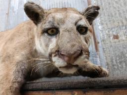 Mountain Lion Laying down Full Body Taxidermy