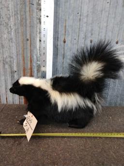 Skunk Full Body Taxidermy Mount