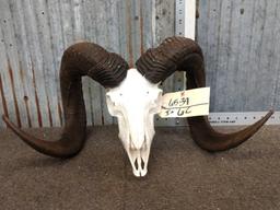 Nice Ram Sheep Skull Taxidermy