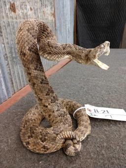 Diamond Back Rattlesnake Full Body Taxidermy Mount