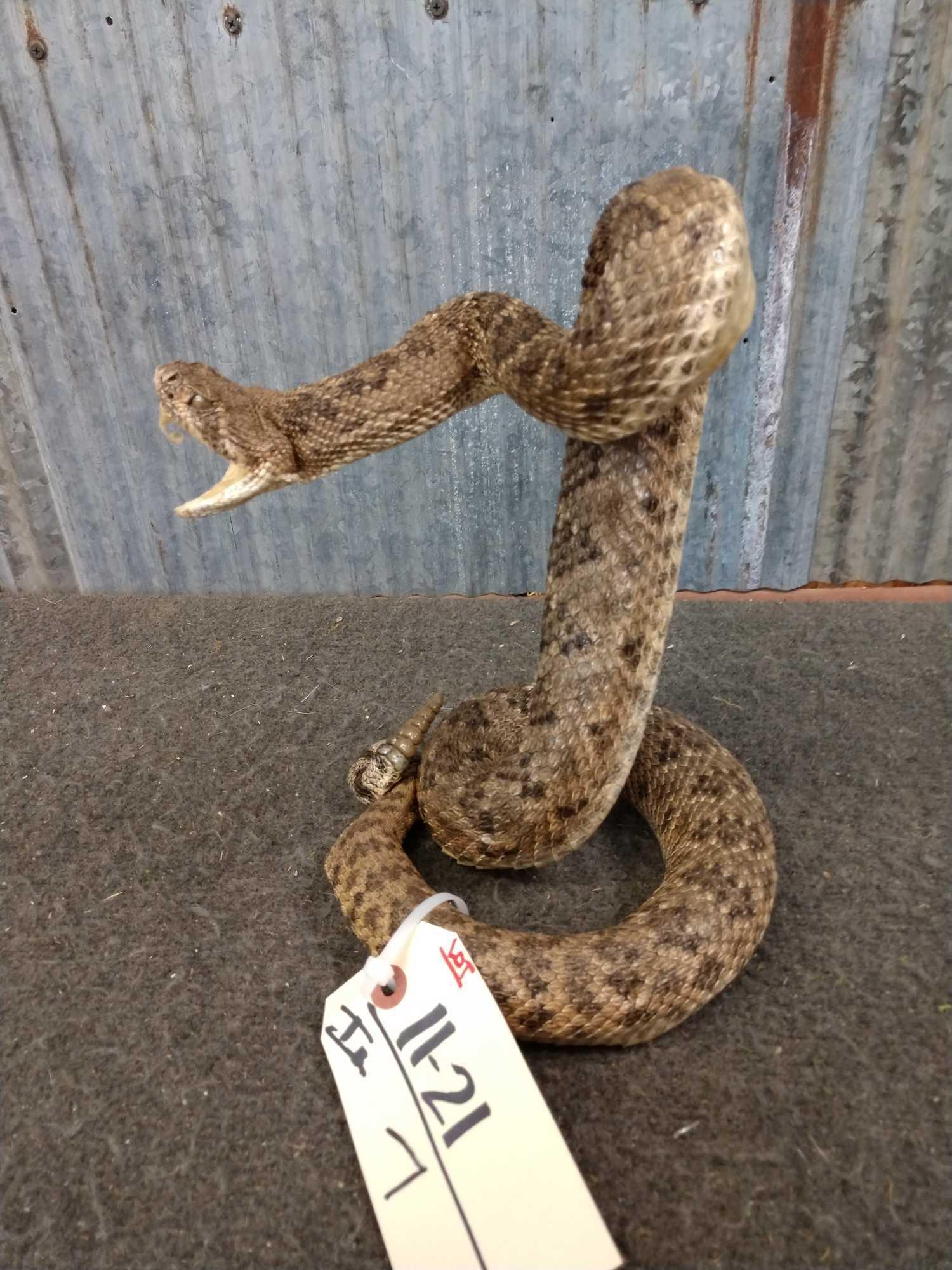 Diamond Back Rattlesnake Full Body Taxidermy Mount