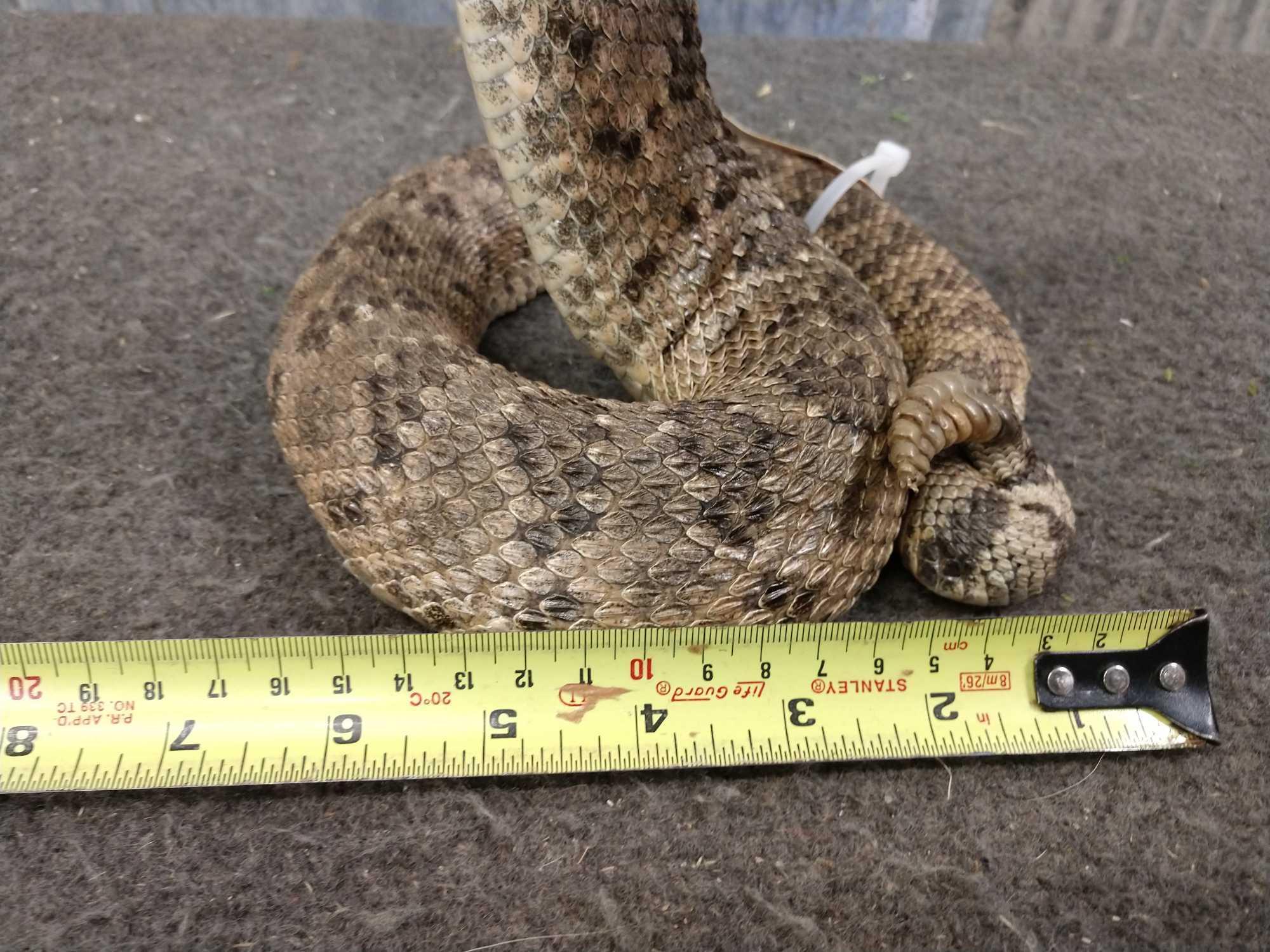 Diamond Back Rattlesnake Full Body Taxidermy Mount