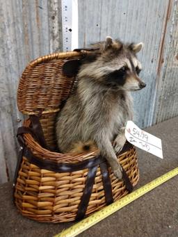 Raccoon Raiding A Fishing Creel Taxidermy