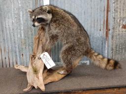 Raccoon Full Body Taxidermy Mount