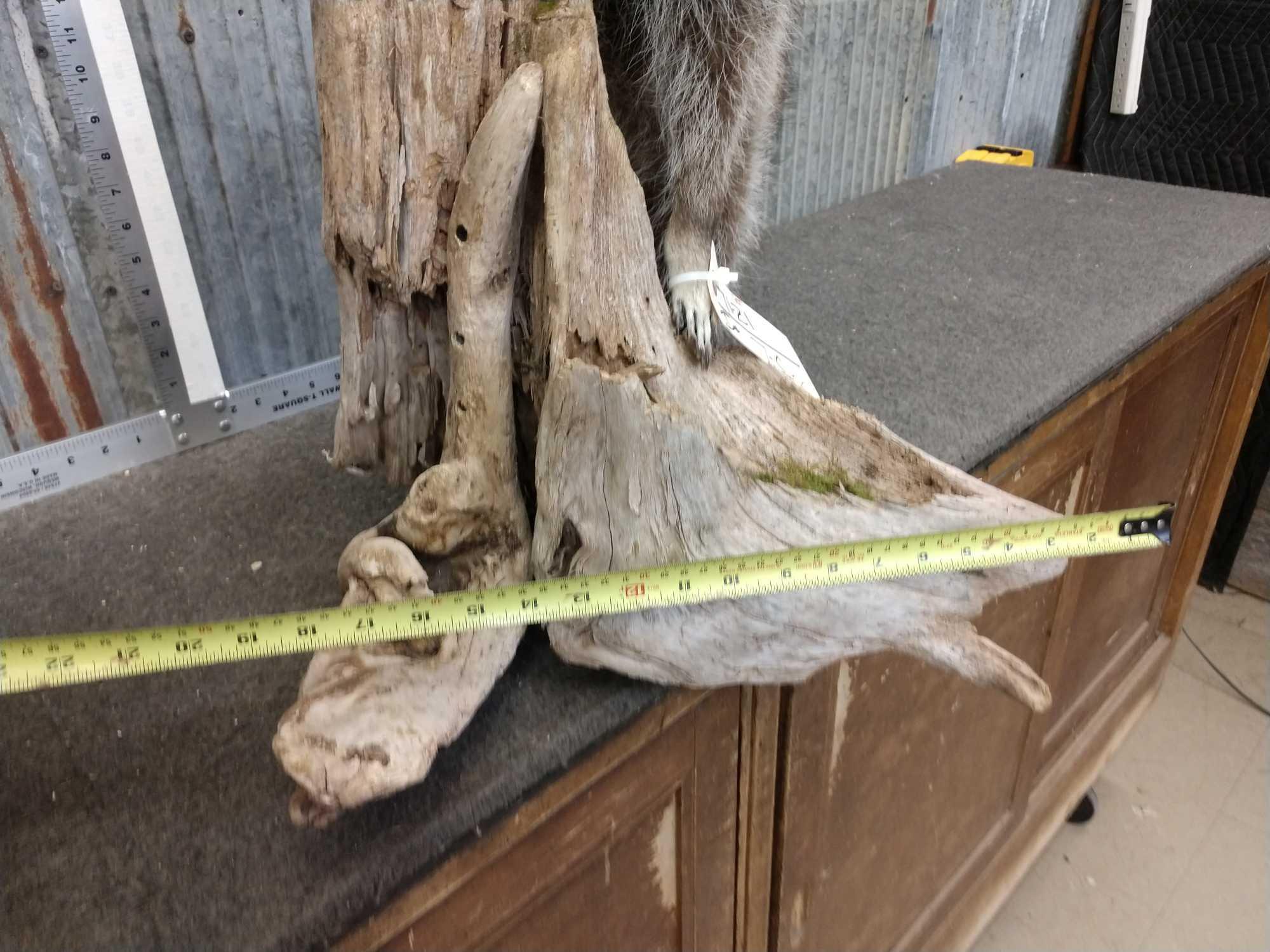 Raccoon Full Body Taxidermy Mount