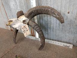 Big Jacobs 4 Horn Sheep Skull Taxidermy
