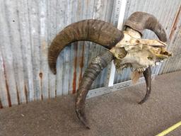 Big Jacobs 4 Horn Sheep Skull Taxidermy