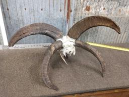 Big Jacobs 4 Horn Sheep Skull Taxidermy