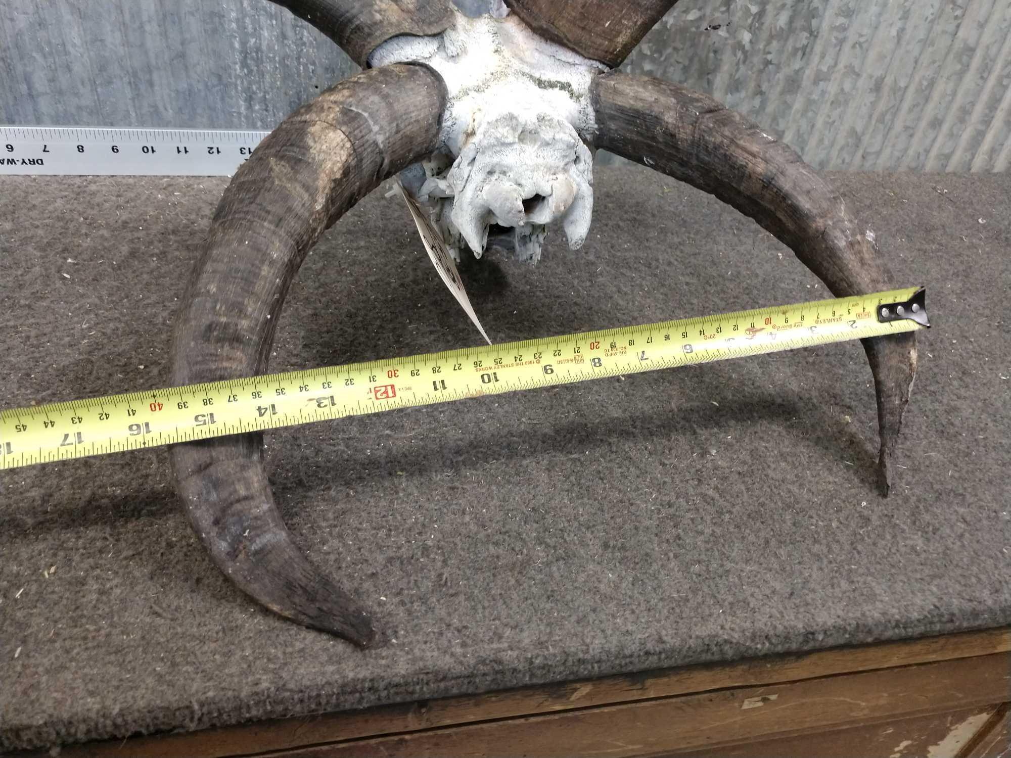 Big Jacobs 4 Horn Sheep Skull Taxidermy