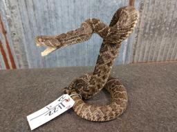 Diamond Back Rattlesnake Full Body Taxidermy Mount