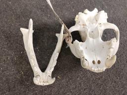 Mountain Lion Skull Taxidermy