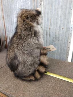 Raccoon Eating M&M's Taxidermy Mount