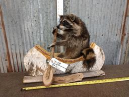 Raccoon In A Birch Bark Canoe Taxidermy Mount