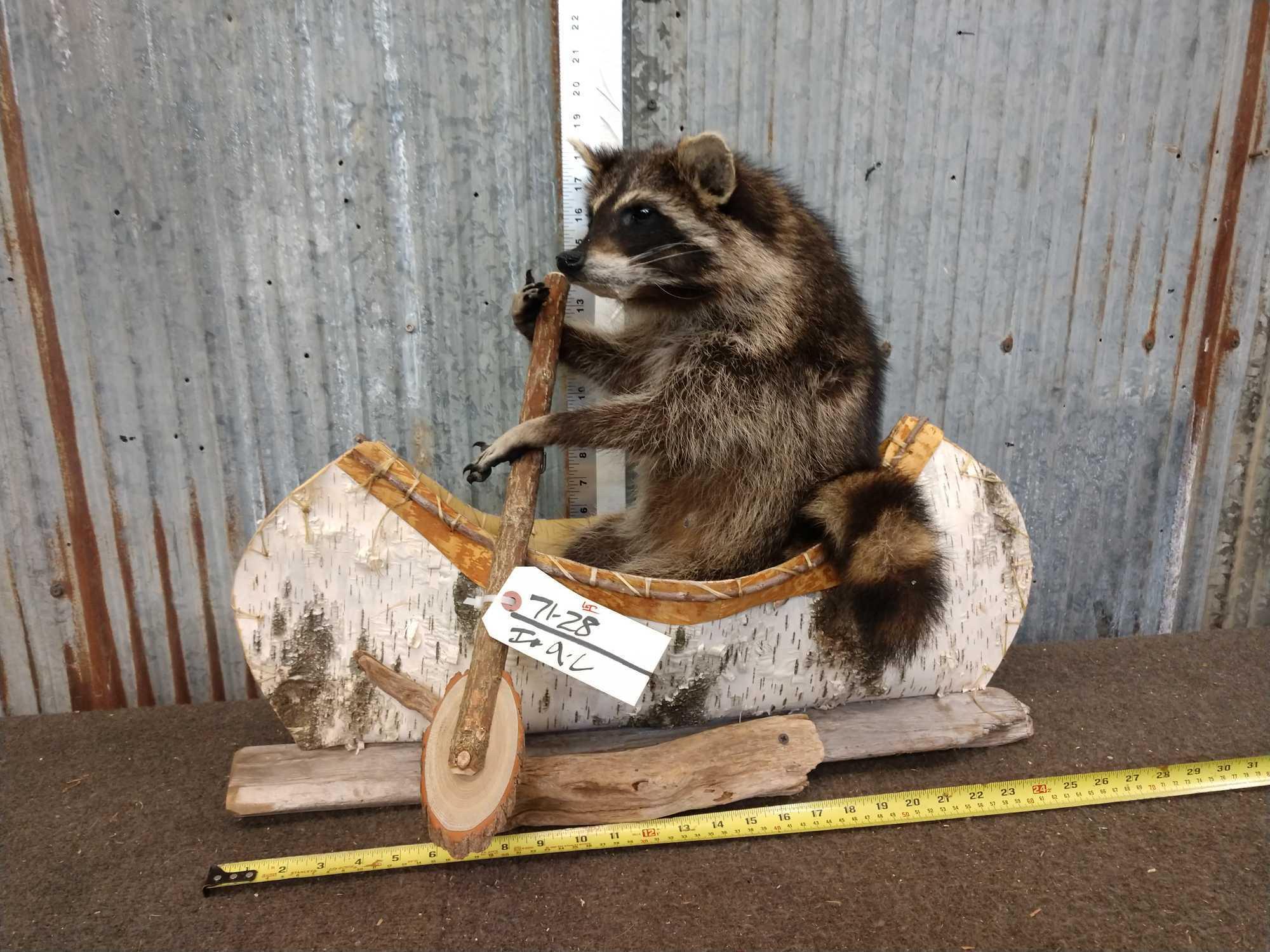 Raccoon In A Birch Bark Canoe Taxidermy Mount