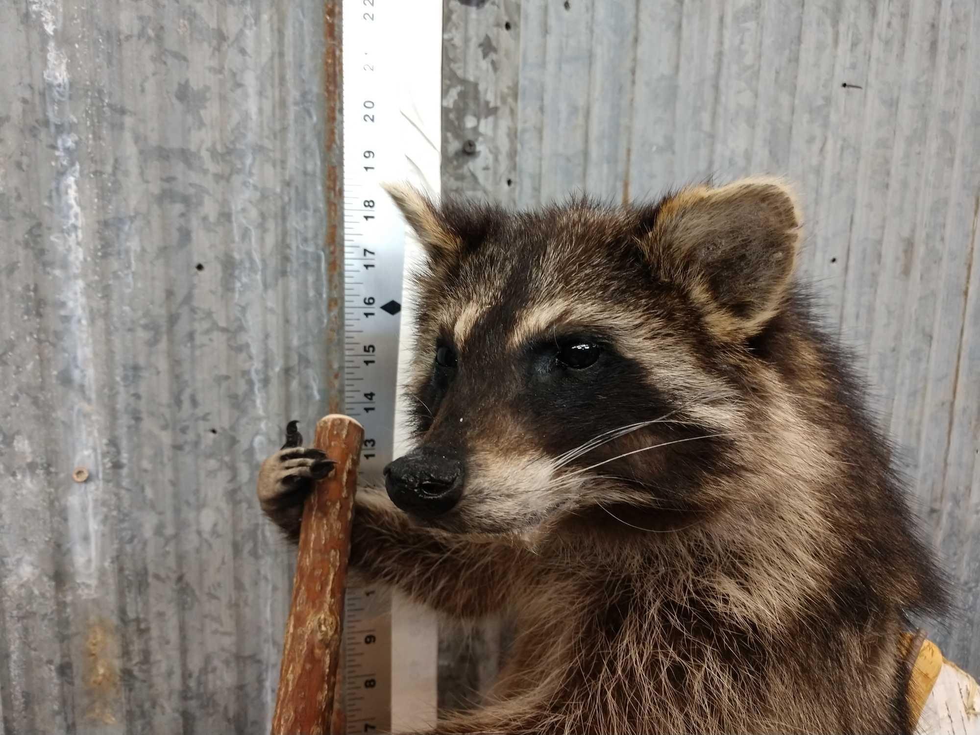 Raccoon In A Birch Bark Canoe Taxidermy Mount