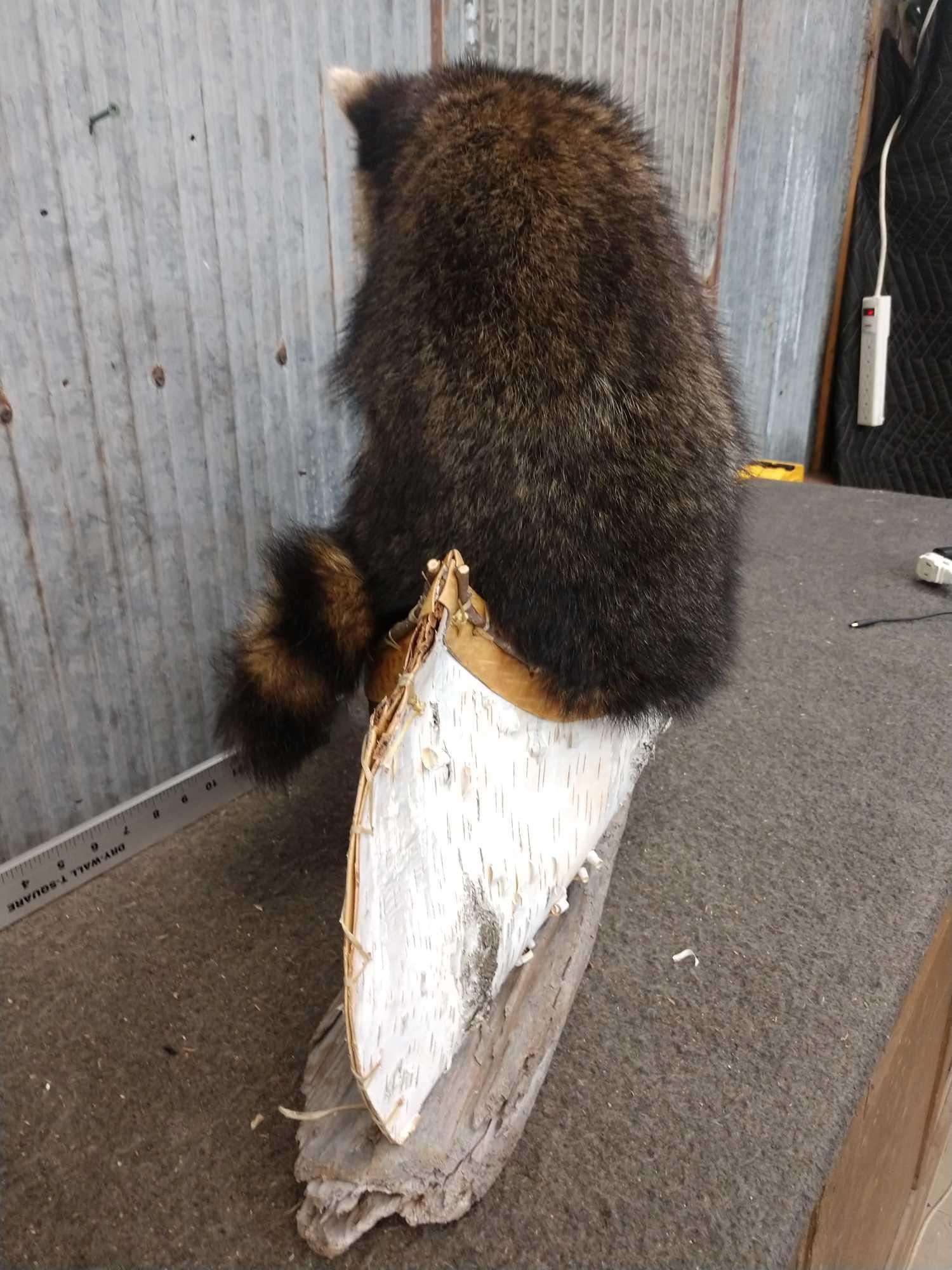 Raccoon In A Birch Bark Canoe Taxidermy Mount