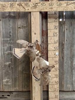 Pair Of Ruffed Grouse In Flight Bird Taxidermy