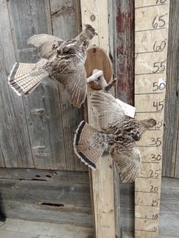 Pair Of Ruffed Grouse In Flight Bird Taxidermy