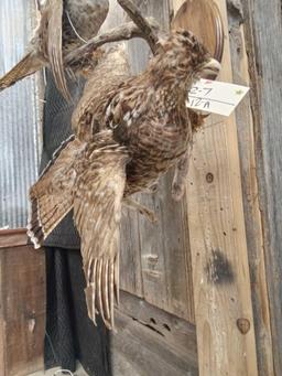 Pair Of Ruffed Grouse In Flight Bird Taxidermy