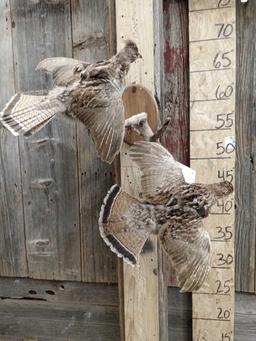 Pair Of Ruffed Grouse In Flight Bird Taxidermy