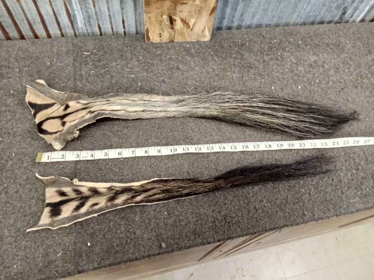 2 Tanned Zebra Tails Taxidermy